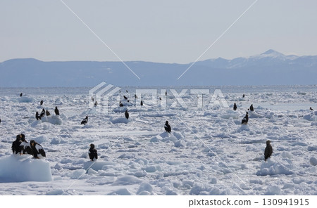 白尾海鵰和虎頭海鵰在流冰上成群結隊 130941915