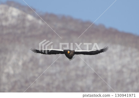 斯特勒的海鷹 130941971