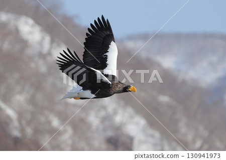 斯特勒的海鷹 130941973