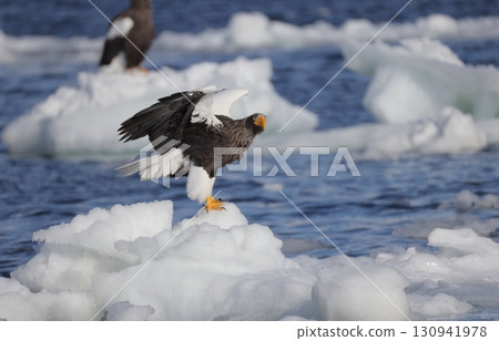 Steller's sea-eagle striking from drift ice 130941978