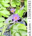 池塘蓮花 130941983