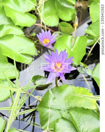 Lotus flower of pond Lotus flower of pond 130941983