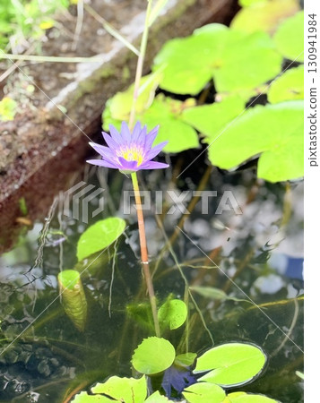 小蓮花 小蓮花 130941984