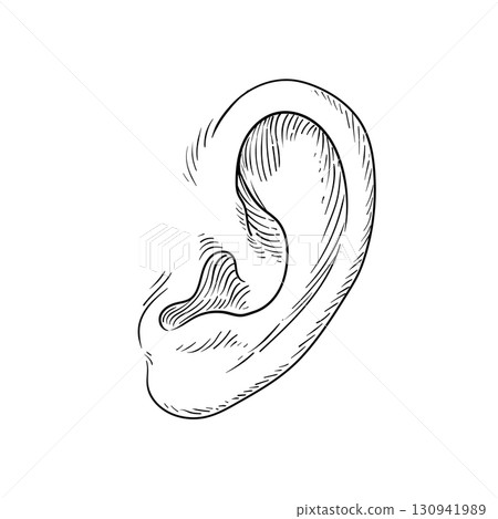 human ear sketch detailed anatomical drawing 130941989