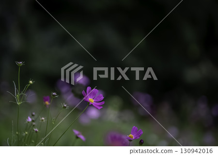 Landscape with cosmos flower Landscape with cosmos flower 130942016