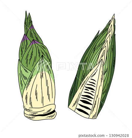 Raw unpeeled bamboo shoots for cooking in doodle style on white whole and in section. Raw unpeeled bamboo shoots for cooking in doodle style on white whole and in section. 130942028