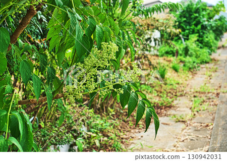 芋頭樹的黃綠色芽和花(秋季,九月) 芋頭樹的黃綠色芽和花(秋季,九月) 130942031