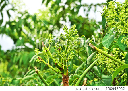 芋頭樹的黃綠色芽和花（秋季，九月） 130942032