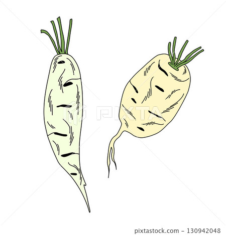 Set of Japanese radishes of different shapes with stems on white in doodle style 130942048