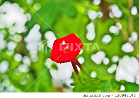 紅色羽衣甘菊花(秋季,9月) 紅色羽衣甘菊花(秋季,9月) 130942148