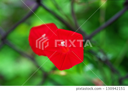 Red Hagoromorukousou flowers (autumn, September) 130942151