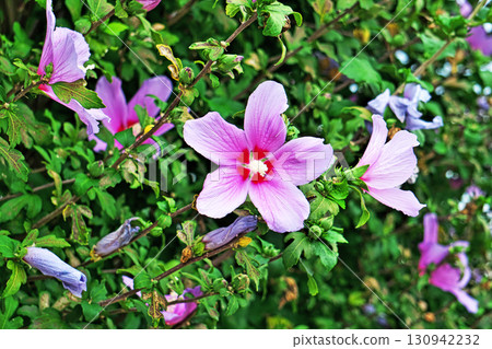 White and purple Rose of Sharon flowers (Autumn, September) 130942232