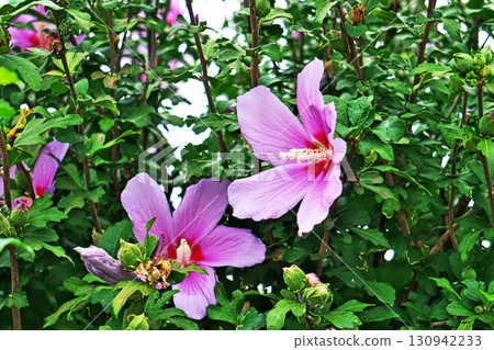 White and purple Rose of Sharon flowers (Autumn, September) 130942233