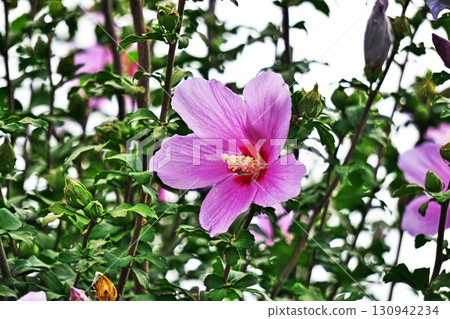 White and purple Rose of Sharon flowers (Autumn, September) 130942234