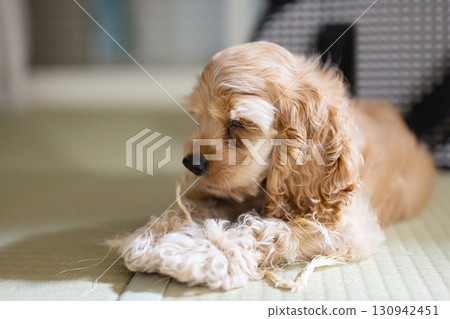 小狗們天真地玩耍 小狗們天真地玩耍 130942451