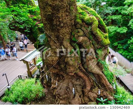 熱海市來宮神社大樟樹,樹齡2000年,國家指定天然紀念物 熱海市來宮神社大樟樹,樹齡2000年,國家指定天然紀念物 130942469