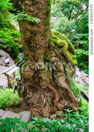 熱海市來宮神社大樟樹,樹齡2000年,國家指定天然紀念物 熱海市來宮神社大樟樹,樹齡2000年,國家指定天然紀念物 130942470