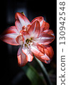 Red flower	 130942548