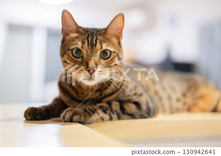 A cat relaxing on a chair A cat relaxing on a chair 130942641