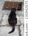 Cats at Misaki Fishing Port 130942675