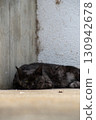 Cat sleeping in the park 130942678