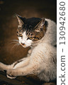 Cat Sepia 130942680