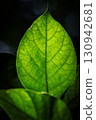 Green leaves 130942681