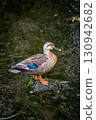 Ducks in Zushi and Hayama 130942682