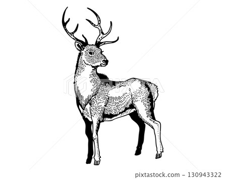 Deer with detailed touches 130943322