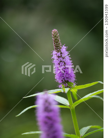 濕地中盛開的紫水千屈菜 130943399