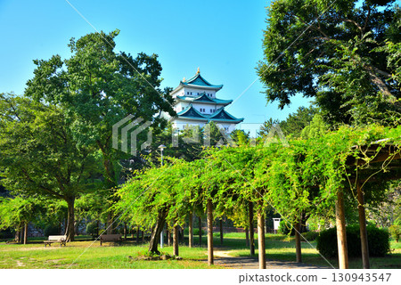 夏季的名古屋城堡，愛知縣 130943547