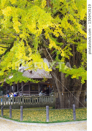 安藝太田町筒賀的大銀杏樹 130943619