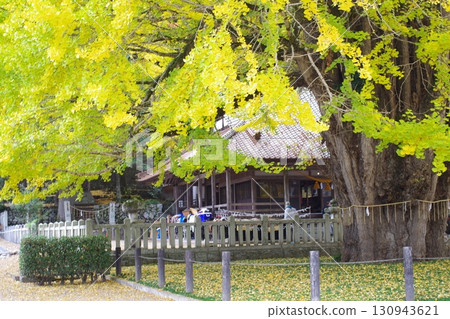 安藝太田町筒賀的大銀杏樹 130943621