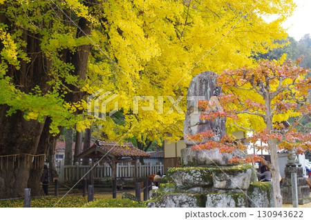 安藝太田町筒賀的大銀杏樹 安藝太田町筒賀的大銀杏樹 130943622