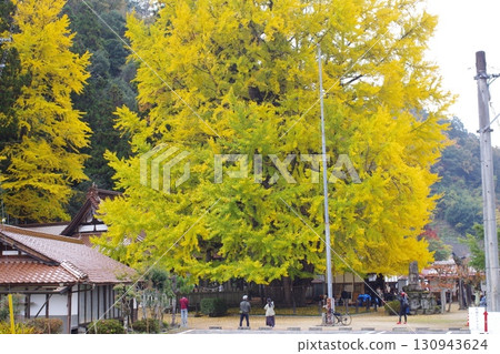 安藝太田町筒賀的大銀杏樹 安藝太田町筒賀的大銀杏樹 130943624