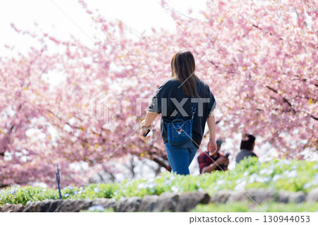 A woman enjoying the Kawazu cherry blossoms in full bloom 130944053