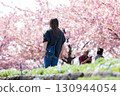 A woman enjoying the Kawazu cherry blossoms in full bloom 130944054