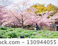 A woman enjoying the Kawazu cherry blossoms in full bloom 130944055