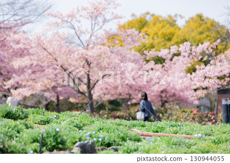 A woman enjoying the Kawazu cherry blossoms in full bloom A woman enjoying the Kawazu cherry blossoms in full bloom 130944055