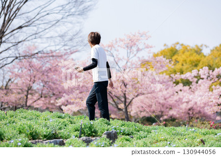 A man enjoying the Kawazu cherry blossoms in full bloom 130944056
