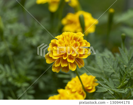 被雨淋濕的萬壽菊花 130944178