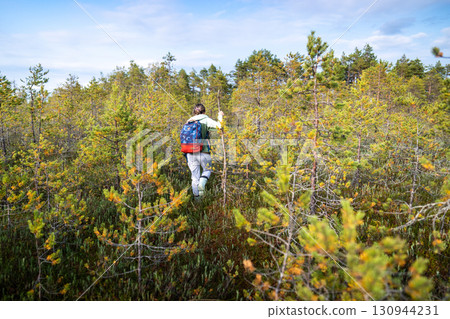 Woman walking through autumn peat bog in forest using stick for support. Woods solo trekking Woman walking through autumn peat bog in forest using stick for support. Woods solo trekking 130944231