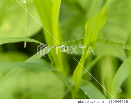 田間植物和懸滴 130944816