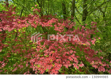Nasu Hachiman Azalea Colony 130944985