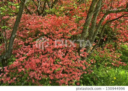 Nasu Hachiman Azalea Colony Nasu Hachiman Azalea Colony 130944996