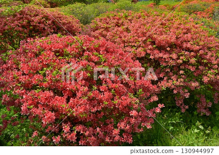 Nasu Hachiman Azalea Colony 130944997