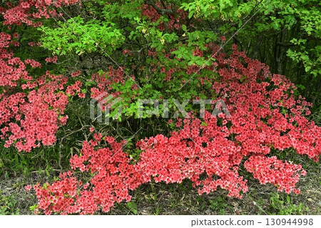 那須八幡杜鵑群落 130944998