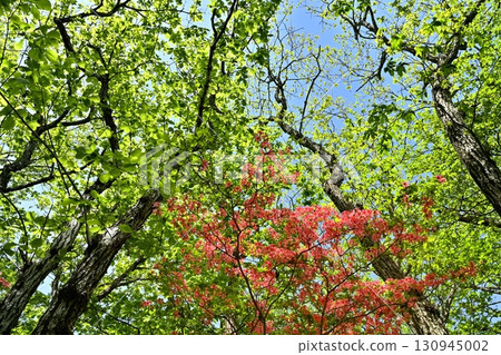Nasu Hachiman Azalea Colony 130945002