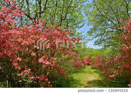 Nasu Hachiman Azalea Colony 130945016