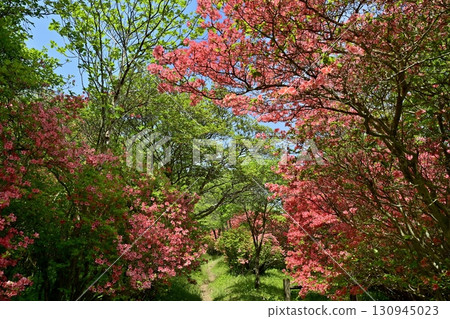 Nasu Hachiman Azalea Colony 130945023
